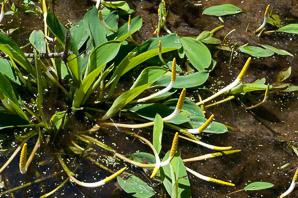 Orontium aquaticum (golden club, floating arum, never-wets, tawkin)