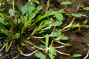 Orontium aquaticum (golden club, floating arum, never-wets, tawkin, goldenclub)