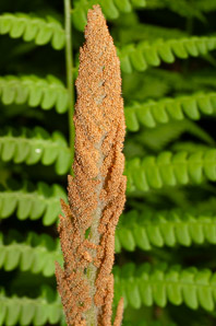 Osmunda cinnamomea (cinnamon fern)