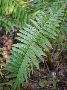 Osmunda cinnamomea (cinnamon fern)