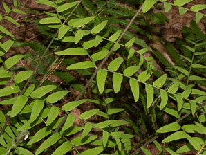 Osmunda regalis (royal fern)