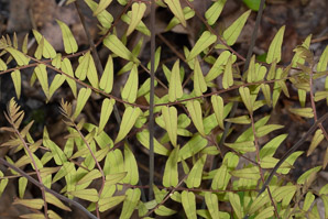 Osmunda regalis (royal fern)