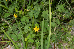 Oxalis dillenii (oxalis, common yellow wood-sorrel, common yellow woodsorrel, yellow wood-sorrel, common yellow oxalis, slender yellow woodsorrel)