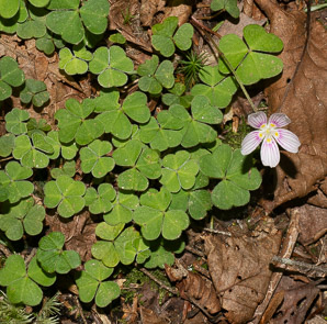 Oxalis montana (common wood sorrel, mountain woodsorrel, wood shamrock, white woodsorrel, wood sorrel)