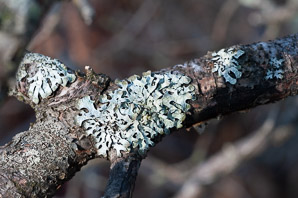 Parmeliopsis hyperopta (gray starburst lichen, bran lichen)