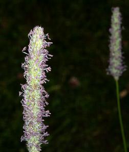 Phleum pratense (timothy)