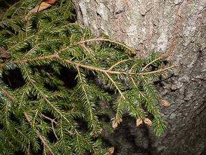 Picea rubens (red spruce, Eastern spruce, yellow spruce)