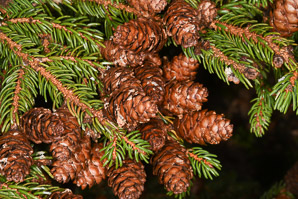 Picea rubens (red spruce, Eastern spruce, yellow spruce)