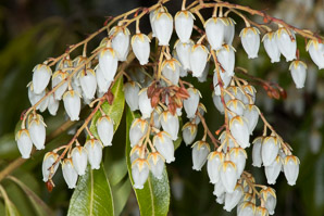 Pieris japonica (Japanese andromeda, lily-of-the-valley bush, Japanese pieris)