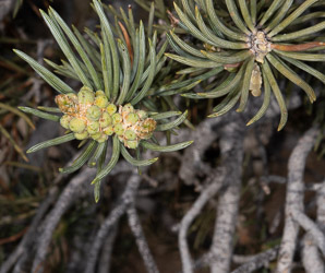 Pinus monophylla (singleleaf piñon, pinyon pine, single-leaf pinyon pine, single-leaf piñon pine, singleleaf pinyon)