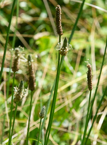 Plantago lanceolata (English plantain, ribwort plantain, narrowleaf plantain)