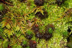 Pleurozium schreberi (Schreber's moss, red stemmed feather moss, feather moss, Schreber’s big red stem moss, Schreber’s moss, red-stemmed feather moss)