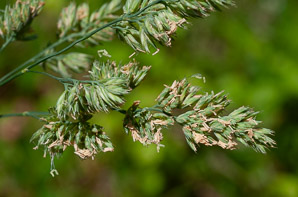 Poa compressa (Canada bluegrass)