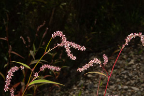 Polygonum lapathifolium (nodding smartweed, pale smartweed, dock-leaved smartweed, curlytop knotweed)