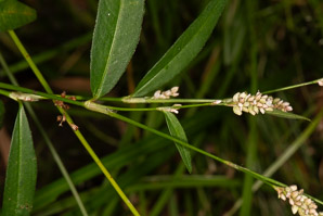Polygonum lapathifolium (nodding smartweed, pale smartweed, dock-leaved smartweed, curlytop knotweed)