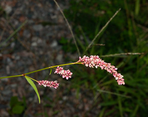 Polygonum persicaria (lady’s thumb, persicaria, redleg, spotted ladysthumb, Adam’s plaster, lily of the valley)
