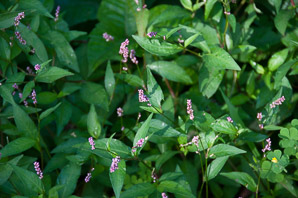 Polygonum persicaria (lady’s thumb, persicaria, redleg, spotted ladysthumb, Adam’s plaster, lily of the valley)
