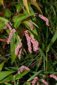 Polygonum persicaria (lady’s thumb, persicaria, redleg, spotted ladysthumb, Adam’s plaster, lily of the valley)