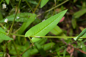 Polygonum sagittatum (arrow tearthumb, arrowleaf tearthumb)