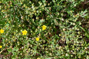 Potentilla argentea (silver-leaved cinquefoil, silver cinquefoil)
