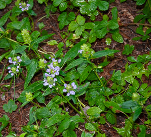 Prunella vulgaris (common selfheal, heal-all, heart-of-the-earth, healall)