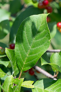 Prunus virginiana (common chokecherry, chokecherry)