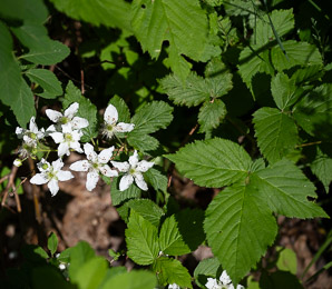 Rubus argutus (sawtooth blackberry, tall blackberry)