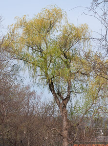 Salix nigra (black willow)