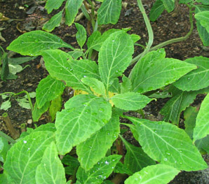 Salvia divinorum (herba de Maria)