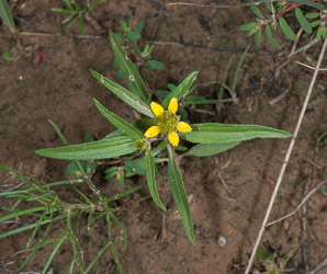 Sanvitalia abertii (Abert’s creeping zinnia, Abert’s sanvitalia)