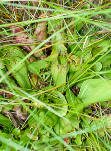 Sarracenia purpurea (purple pitcher plant, American pitcher plant, northern pitcher plant, purple pitcherplant)