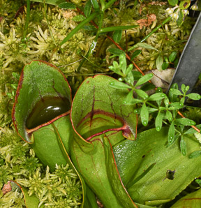 Sarracenia purpurea (purple pitcher plant, American pitcher plant, northern pitcher plant, purple pitcherplant)
