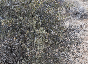 Simmondsia chinensis (jojoba, pignut, goat nut, deer nut, wild hazel, quinine nut, coffeeberry, goat-nut, coffee bush, quinine plant)