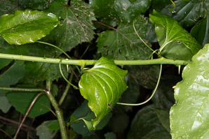 Smilax rotundifolia (common greenbrier, roundleaf greenbrier)