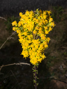 Solidago puberula (downy goldenrod)
