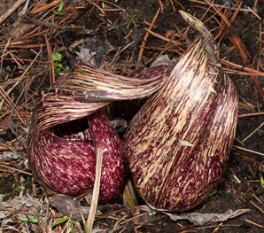 Symplocarpus foetidus (Eastern skunk cabbage, clumpfoot cabbage, foetid pothos, meadow cabbage, polecat weed, skunk cabbage, swamp cabbage)