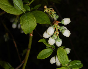 Vaccinium angustifolium (lowbush blueberry, blueberry)