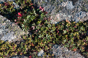Vaccinium vitis-idaea (lingonberry, mountain cranberry, cowberry, foxberry, red whortleberry, low bush cranberry, low bush partridgeberry, partridgeberry)