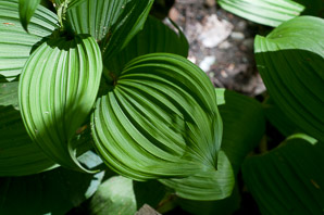 Veratrum viride (false hellebore, green false hellebore, Indian poke, American hellebore)