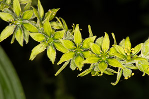 Veratrum viride (false hellebore, green false hellebore, Indian poke, American hellebore)