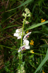Verbascum blattaria (moth mullein)
