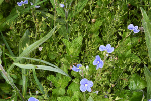 Veronica persica (Persian speedwell, birdeye speedwell)