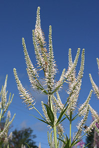 Veronicastrum virginicum (Culver’s root)