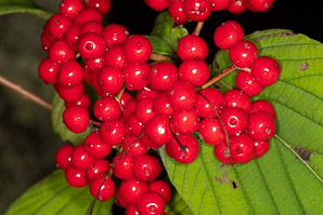 Viburnum dilatatum (Linden viburnum, linden arrowwood)