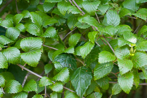 Viburnum recognitum (southern arrowwood)