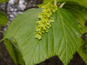 Acer pensylvanicum (moose maple, striped maple, moosewood)