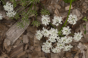Aegopodium podagraria (ground elder, herb gerard, bishop’s weed, goutweed, gout wort, snow-in-the-mountain, English masterwort, wild masterwort, bishop’s goutweed)