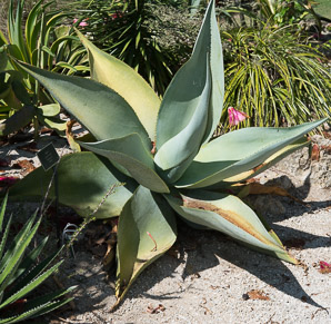 Agave guiengola (creme brulee agave, agave)