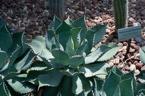 Agave parryi (barrel agave)
