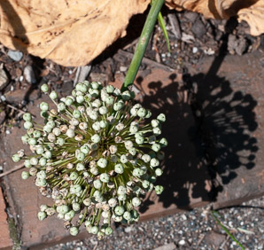 Allium ampeloprasum (leek)